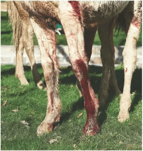 Injured horse legs stained with blood